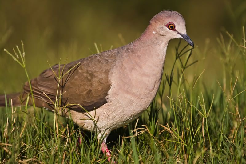 A study in doves for those who like birds Democratic Underground